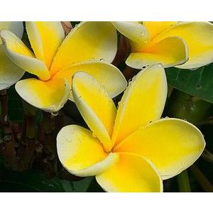 7号鉢 大株 プルメリア 接木 イエロー ムーンライト 評価 同梱不可 7号鉢 2 3本立ち