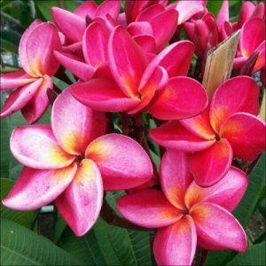 激安挑戦中 プルメリア 接木 レッド サイアムレッド 1本立ち 5号鉢 テレビで