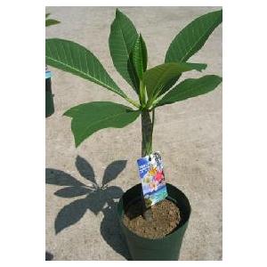 プルメリア 接木 レッド サイアムレッド 1本立ち 5号鉢 Z 日本花卉ガーデンセンターyahoo 店 通販 Yahoo ショッピング