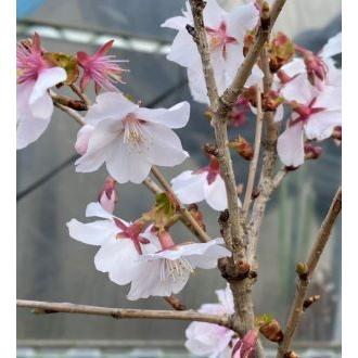 三波川冬桜 サンバガワフユザクラ 桜 苗木 さくら 苗 サクラ Z 日本花卉ガーデンセンターyahoo 店 通販 Yahoo ショッピング