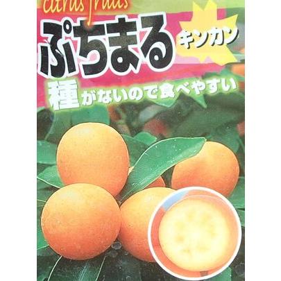 プチマル タネナシ金柑 ぷちまる ：果樹苗 PVP商品（種苗法登録