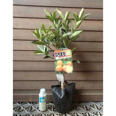 プチマル　タネナシ金柑　ぷちまる　：果樹苗　PVP商品（種苗法登録品種）　柑橘苗　苗木　接木　苗　みかん