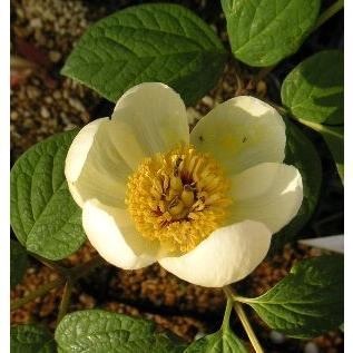 芍薬 苗 芍薬の苗 シャクヤク 苗 シャクヤの苗 白花 山芍薬（ヤマ