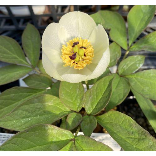 芍薬 苗 芍薬の苗 シャクヤク 苗 シャクヤの苗 白花 山芍薬（ヤマ