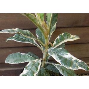 白覆輪斑入り葉 枇杷（ビワ） : 日本花卉ガーデンセンターYahoo!店