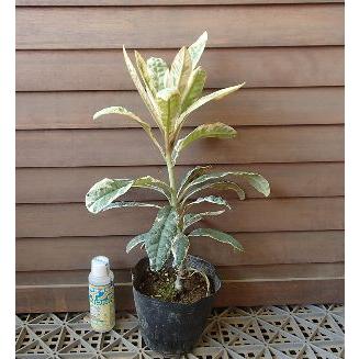 白覆輪斑入り葉 枇杷（ビワ） : 日本花卉ガーデンセンターYahoo!店