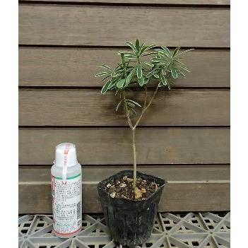 覆輪姫沈丁花 西洋沈丁花 ダフネ バークウッディ ジンチョウゲ Z 日本花卉ガーデンセンターyahoo 店 通販 Yahoo ショッピング