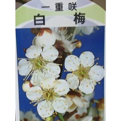 花芽付き盆栽風花梅 （白花一重咲 白梅 冬至梅） 花梅 苗木 梅の木 梅