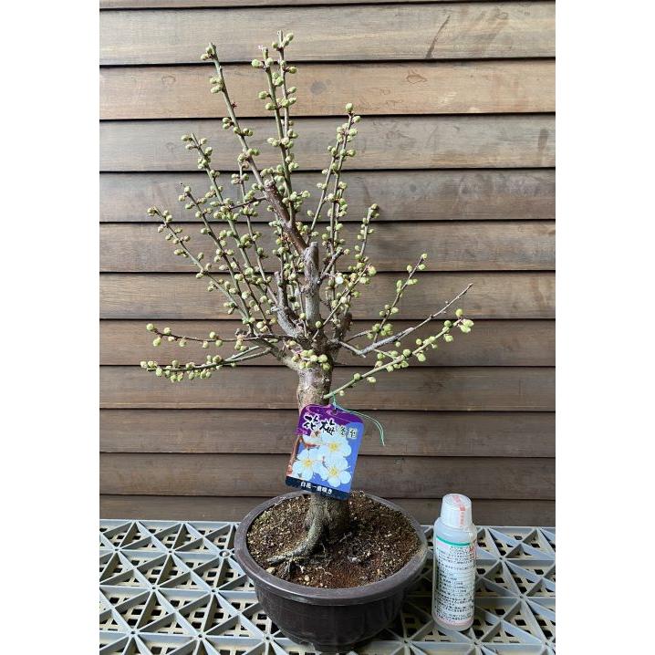 花芽付き盆栽風花梅 （白花一重咲 白梅 冬至梅） 花梅 苗木 梅の木 梅