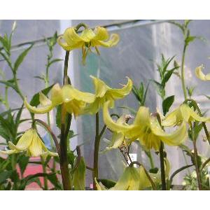 黄花カタクリ（1球入りポット苗） : 日本花卉ガーデンセンターYahoo!店