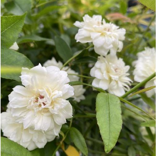 白花 モッコウバラ（木香薔薇） 八重咲き : 日本花卉ガーデンセンター