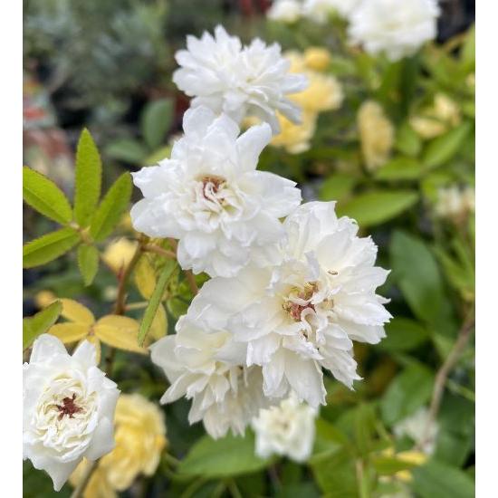 白花 モッコウバラ（木香薔薇） 八重咲き : 日本花卉ガーデンセンター