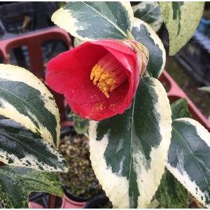 越の吹雪（斑入り葉椿）：椿（ツバキ） : 日本花卉ガーデンセンター