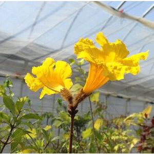 植え替え時イペーの苗木1本樹高1.3m春に鮮やかな黄色の花を咲かす希少な木です。 黄花 イペイの木（イペーの木） 5寸鉢植え 主幹がうねっています