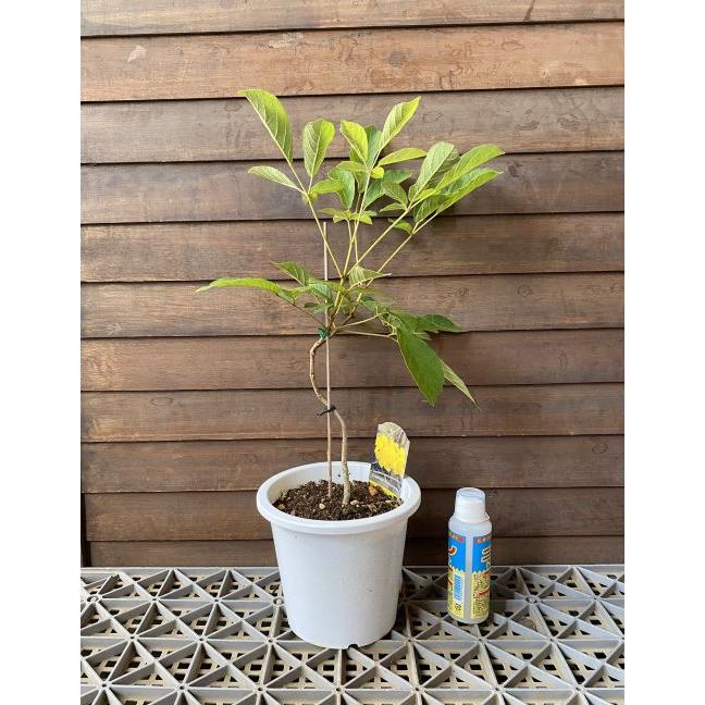 黄花 イペイの木（イペーの木） 5寸鉢植え 主幹がうねっています