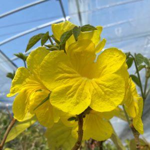 黄花 イペイの木（イペーの木） 5寸鉢植え 主幹がうねっています