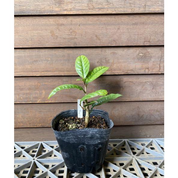 黄色い椿 「金花茶」 ：椿（ツバキ） 樹高10センチ程度です : 日本花卉