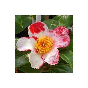 桐谷絞り：椿（ツバキ） 接木苗 5寸鉢植え : 日本花卉ガーデンセンター