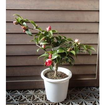 桐谷絞り：椿（ツバキ） 接木苗 5寸鉢植え : 日本花卉ガーデンセンター