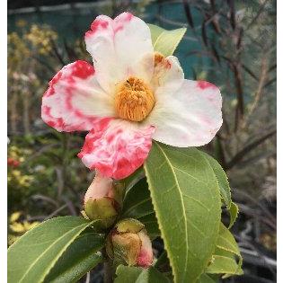 桐谷絞り：椿（ツバキ） 接木苗 5寸鉢植え : 日本花卉ガーデンセンター