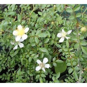 屋久島テリハノイバラ ヤクシマテリハノイバラ Z 日本花卉ガーデンセンターyahoo 店 通販 Yahoo ショッピング