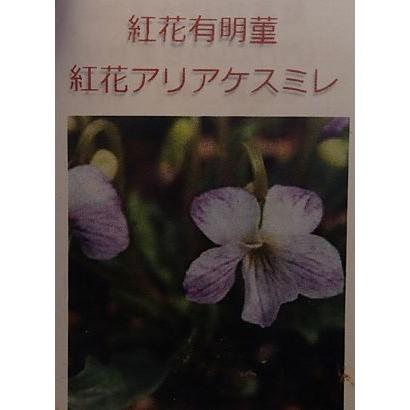 紅花アリアケスミレ スミレ 苗 すみれ 菫（7.5センチポット植え苗