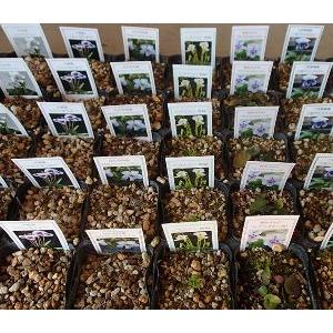 紅花アリアケスミレ スミレ 苗 すみれ 菫（7.5センチポット植え苗