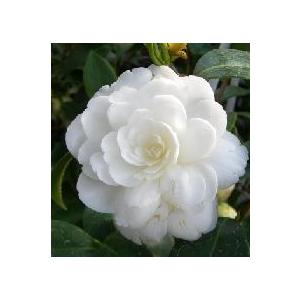 さつま　椿 さつま：椿（ツバキ） : 日本花卉ガーデンセンターYahoo!店