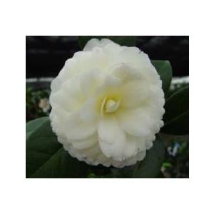 ダーロネガ　椿　黄色系椿 椿 黄の旋律 苗 販売 苗木部 By 花ひろばオンライン