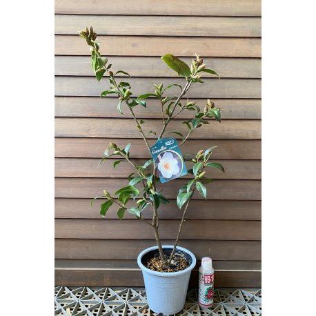 コガネユリ：椿（ツバキ）こがねゆり 4寸ポット植え : 日本花卉