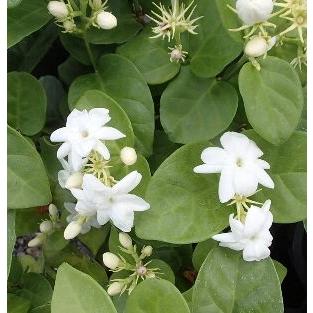 ジャスミン マツリカ 一重咲き 4寸鉢 ピカケ Br 葉が黄色く変色している場合があります Z 日本花卉ガーデンセンターyahoo 店 通販 Yahoo ショッピング