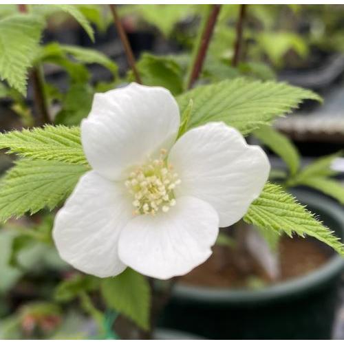 白山吹（シロヤマブキ）白ヤマブキ 5寸鉢植え : 日本花卉ガーデン