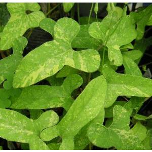 HW+商談中【農薬不使用】ウマノスズクサ／馬鈴草 小苗 3苗／株 楽天