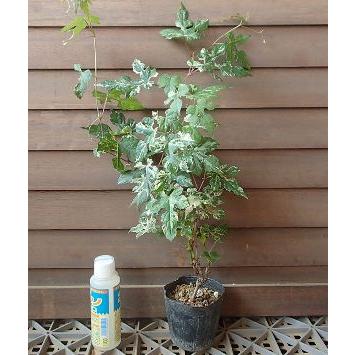 ぶどうの木 ぶどうの苗木 ブドウ苗木 葡萄の木 錦野葡萄（斑入り葉野