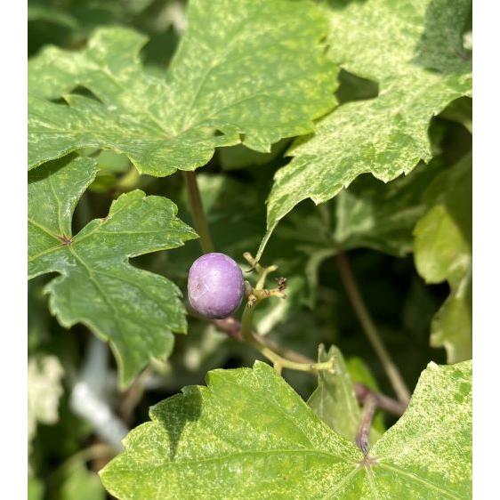 ぶどうの木 ぶどうの苗木 ブドウ苗木 葡萄の木 錦野葡萄（斑入り葉野