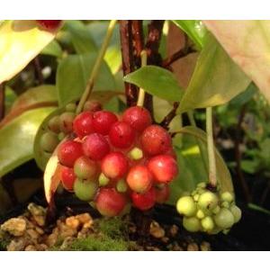 美男カズラ（ビナンカズラ）5寸鉢植え 苗 苗木 : 日本花卉ガーデン