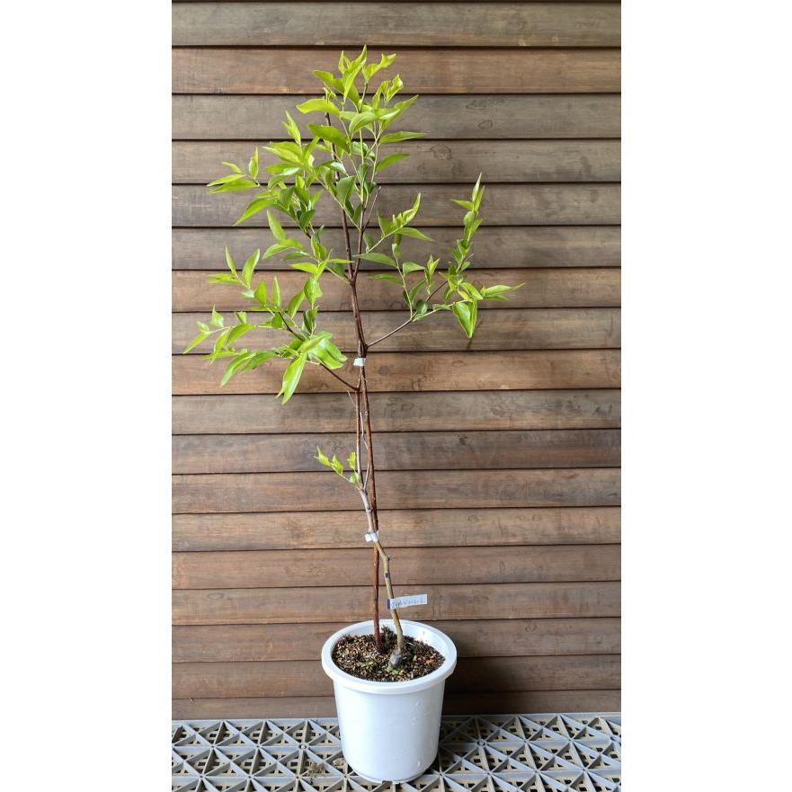 6寸鉢植え 巨大ナツメ（スーパージャイアント）：果樹苗 : 日本花卉