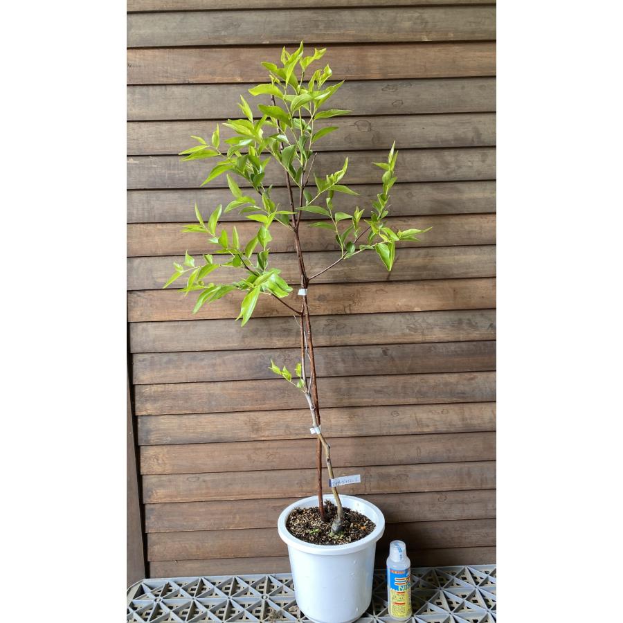 6寸鉢植え 巨大ナツメ（スーパージャイアント）：果樹苗 : 日本花卉