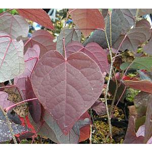 丸葉の木(マルバノキ、紅万作） : 日本花卉ガーデンセンターYahoo!店