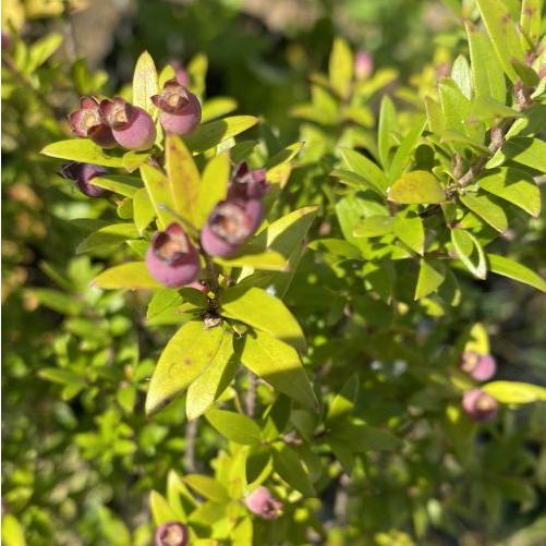 矮性ミルタス（ギンバイカ 銀梅花） ポット苗：熱帯果樹苗