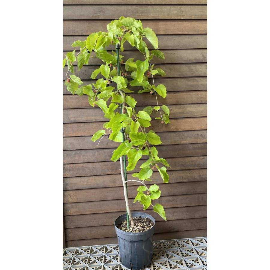 枝垂れ桑：果樹苗 接木6寸鉢植え : 日本花卉ガーデンセンターYahoo!店