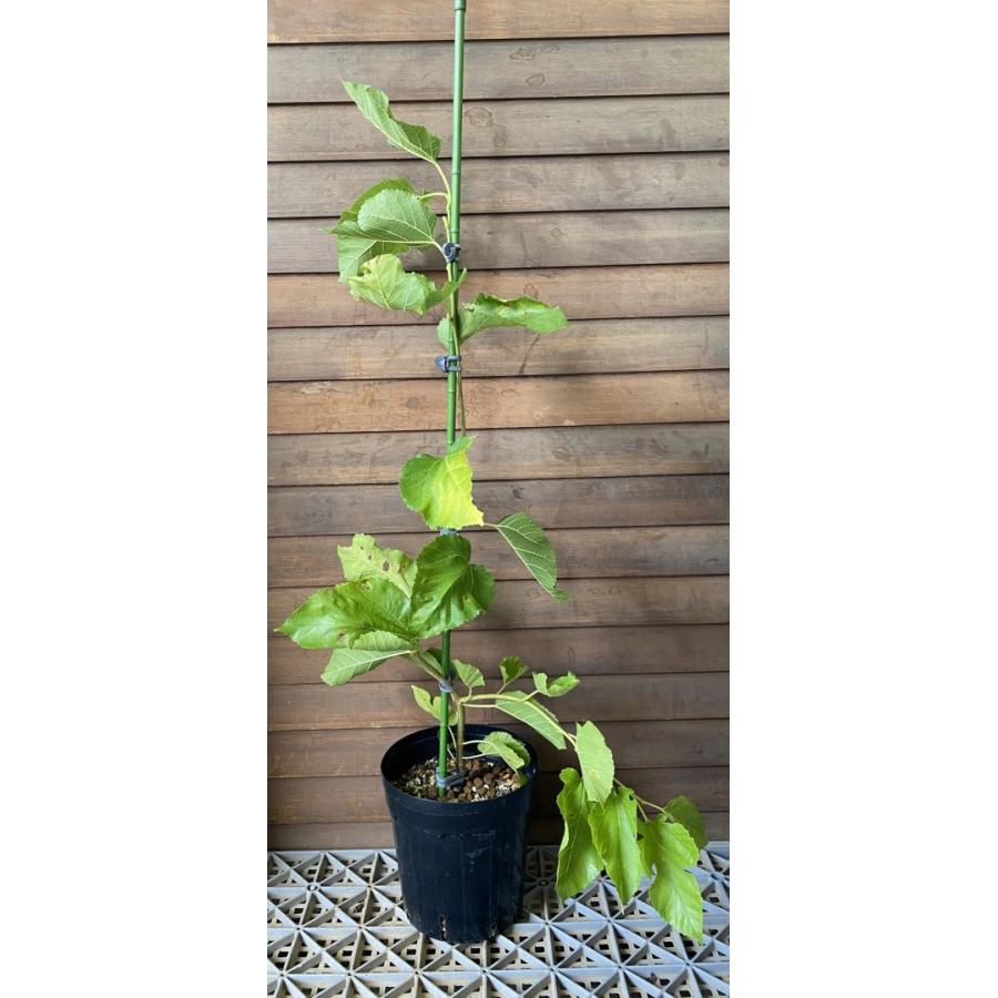 枝垂れ桑：果樹苗 接木6寸鉢植え : 日本花卉ガーデンセンターYahoo!店