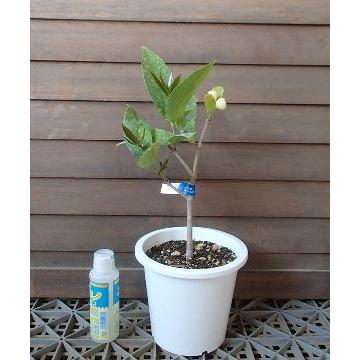 5寸鉢植え】 オオフトモモ（レンブ）白実：熱帯果樹苗 : 日本花卉