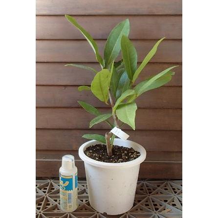 5寸鉢植え】 オオフトモモ（レンブ）白実：熱帯果樹苗 : 日本花卉