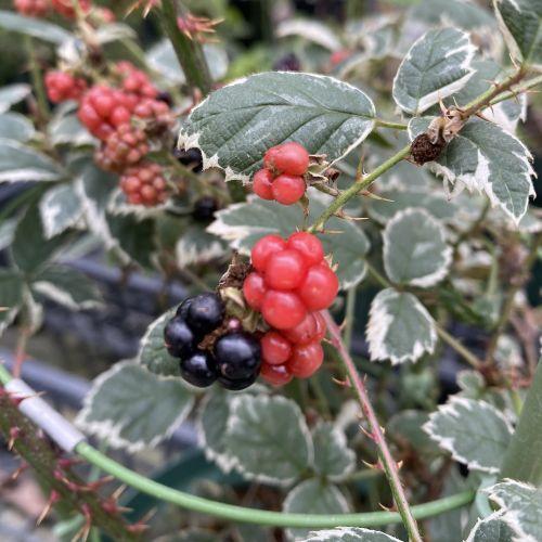 斑入り葉 ブラックベリー 5寸鉢植え 苗 苗木 : 日本花卉ガーデン