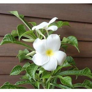 プルメリア（プディカ） 5寸鉢植え : 日本花卉ガーデンセンターYahoo