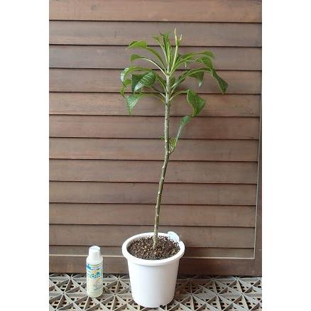 プルメリア（プディカ） 5寸鉢植え : 日本花卉ガーデンセンターYahoo 