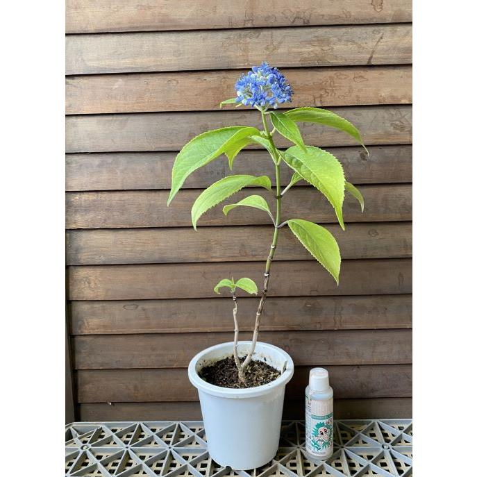 紫陽花 常山常盤紫陽花（ジョウザントキワアジサイ）5寸鉢植え：紫陽花 : 日本