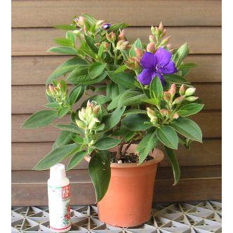 シコンノボタン 5寸鉢植え 紫紺野牡丹 : 日本花卉ガーデン