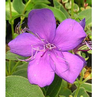 牡丹 楽天市場】【現品】ボタン(牡丹) 苗木 紫晃（シコウ） 10号